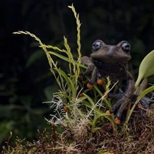 Lindas torrenteer frog (Hyloscirtus lindae) Papallacta, Napo, Ecuador