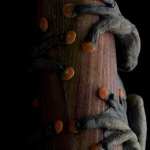 Lindas torrenteer frog (Hyloscirtus lindae) close up of feet with orange pads
