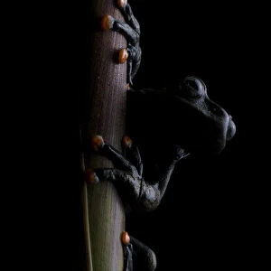 Lindas torrenteer (Hyloscirtus lindae) Papallacta, Napo, Ecuador