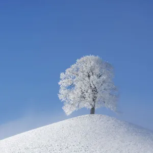 Linden tree (Tilia sp. ) with heavy frost on small hill. Switzerland, Europe, December