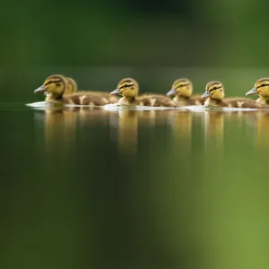 A line of Mallard (Anas platyrhynchos) ducklings swimming on a still lake, Derbyshire, England, UK, June