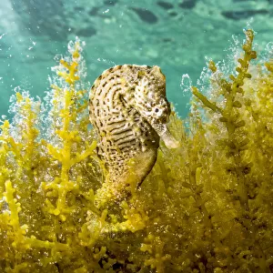 Lined seahorse (Hippocampus erectus) male clinging to algae in a land locked alakaline