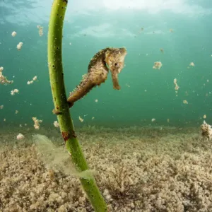 Lined seahorse (Hippocampus erectus) holding onto a red mangrove shoot in a land locked Lined seahorse (Hippocampus erectus) holding onto a red mangrove shoot in a land locked