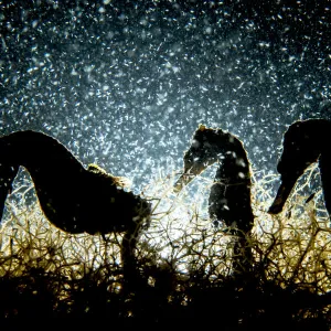 Three Lined seahorses (Hippocampus erectus), two male and one female, feeding on plankton in an alkaline saltwater pond, The Bahamas, Caribbean