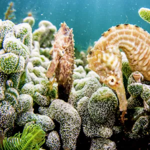 Lined seahorses (Hippocampus erectus) amongst corals, The Bahamas