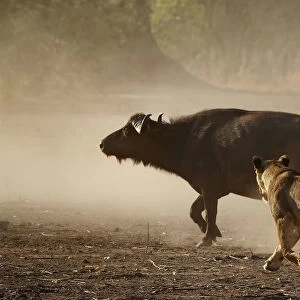 Lion (Panthera leo) chasing African buffalo (Syncerus caffer