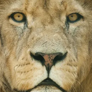African Lion Print: Close-up Portrait of Male African Lion Print: Close-up Portrait of Male
