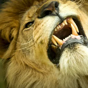 Lion (Panthera leo) close up of teeth while its snarling, captive