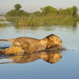 Lion Print: Okavango Delta Water Crossing Lion Print: Okavango Delta Water Crossing