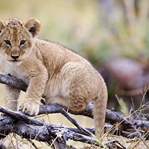 Lion (Panthera leo) cub, aged 3 months, climbing on branch and chewing on a stick, Okavango Delta, Botswana, Africa