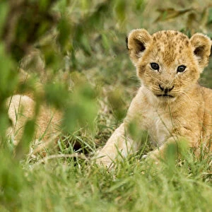Lion (Panthera leo) cub portrait, Masai Mara Game Reserve, Kenya