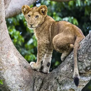 African Lion Cub in Tree Print African Lion Cub in Tree Print