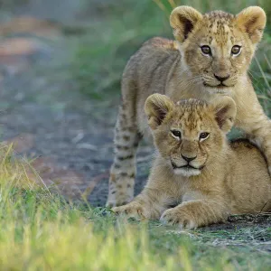 Lion (Panthera leo) cubs playing, Masai-Mara Game Reserve, Kenya. Vulnerable species