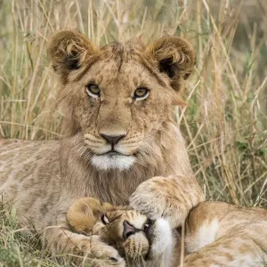 Lion Cubs Print, Masai-Mara Game Reserve, Kenya Lion Cubs Print, Masai-Mara Game Reserve, Kenya