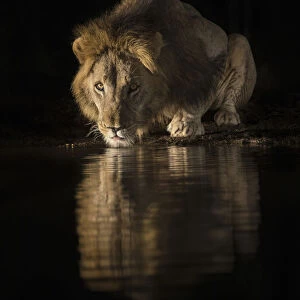 Lion (Panthera leo) drinking at night, Zimanga private game reserve, KwaZulu-Natal, South Africa
