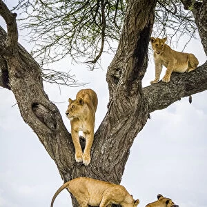 Lion (Panthera leo) family climbing and resting in tree. Serengeti National Park