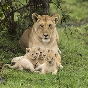 Lion (Panthera leo), female with three cubs age 6 weeks, Masai-Mara Game Reserve, Kenya