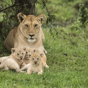 Lion (Panthera leo), female with three cubs age 6 weeks, Masai-Mara Game Reserve, Kenya