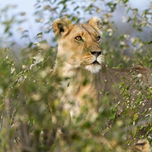 Lion (Panthera leo) female standing alert, Masai Mara Game Reserve, Kenya