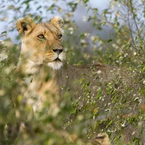 Lion (Panthera leo) female standing alert, Masai Mara Game Reserve, Kenya Lion (Panthera leo) female standing alert, Masai Mara Game Reserve, Kenya