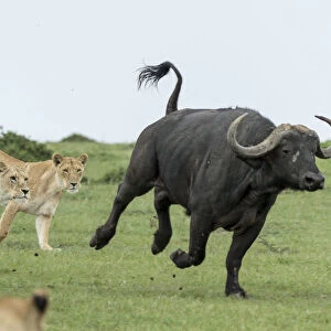 Lion (Panthera leo), females hunting buffalo, Masai-Mara Game Reserve, Kenya