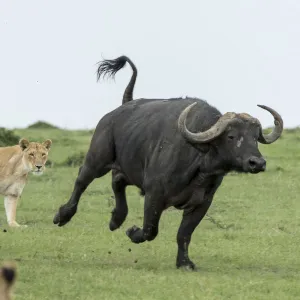 Lion (Panthera leo), females hunting buffalo, Masai-Mara Game Reserve, Kenya