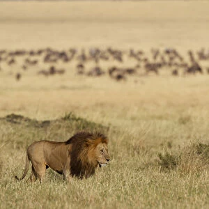 Lion (Panthera leo) male, in grassland, with wildebeests (Connochaetes sp) Msai Mara