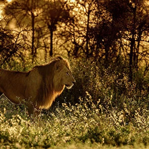 Lion (Panthera leo) male, scent marking its territory at dawn, Ngorongoro Conservation Area / Serengeti National Park boundary, northern Tanzania