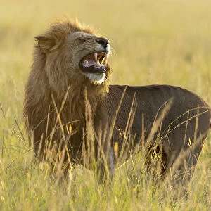 Lion (Panthera leo) male smelling, flehmen response, Masai-Mara Game Reserve, Kenya