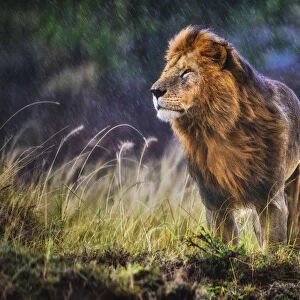 Lion (Panthera leo) male standing in cold and rain with strong wind blowing, smelling the air