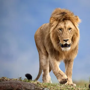 Lion (Panthera leo) male walking. Masai Mara National Reserve, Kenya