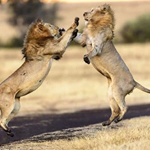 Lion (Panthera leo) males mock fighting / play fighting