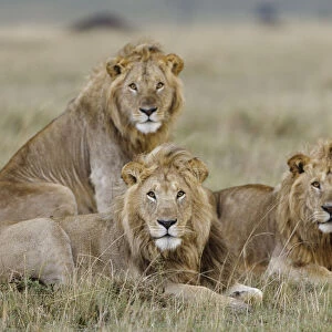 Lion (Panthera leo) males resting, Masai-Mara Game Reserve, Kenya. Vulnerable species