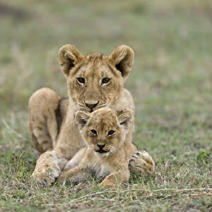 Lion (Panthera leo) and old and a young cub resting together, Masai-Mara Game Reserve, Kenya