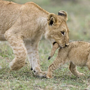 Lion (Panthera leo) older cub playing with a young one and biting its tail, Masai-Mara Game Reserve