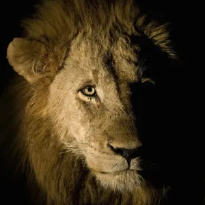 Nighttime Lion Print, Sabi Sand Game Reserve, South Africa Nighttime Lion Print, Sabi Sand Game Reserve, South Africa