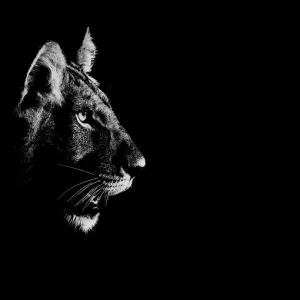 Central Kalahari Game Reserve Lion Print, side profile of head at night Central Kalahari Game Reserve Lion Print, side profile of head at night