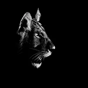 Lion (Panthera leo) side profile of head, at night, Central Kalahari Game Reserve