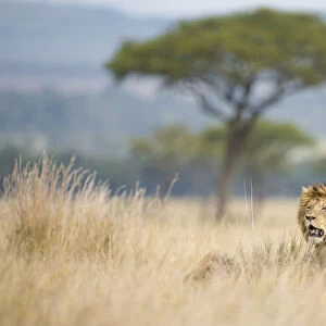 Lion (Panthera leo) in savannah with acacia trees, Masai Mara, Kenya