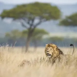 African Lion Print, Masai Mara Savannah Landscape African Lion Print, Masai Mara Savannah Landscape