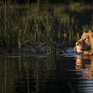 Lion (Panthera leo) swimming, Okavango Delta, Botswana