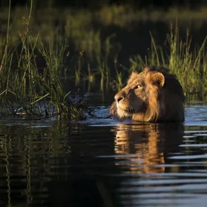 Lion Swimming Print, Okavango Delta Lion Swimming Print, Okavango Delta