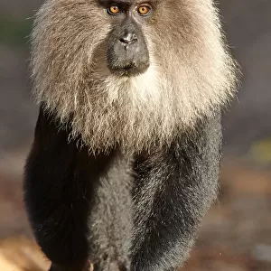 Lion-tailed macaque (Macaca silenus), dominant male, Anaimalai Mountain Range