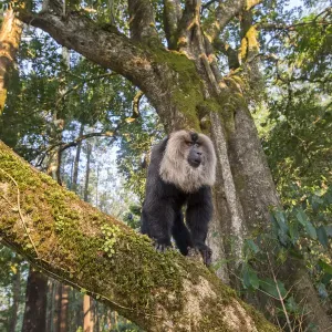 Lion-tailed macaque (Macaca silenus), dominant male, , Anaimalai Mountain Range Lion-tailed macaque (Macaca silenus), dominant male, , Anaimalai Mountain Range