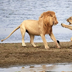 Lioness (Panthera leo), aggressively rebuffing male lion banks of the Luangwa river