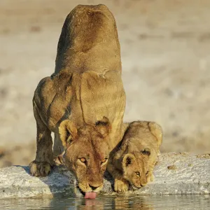 Lioness (Panthera leo) with cub drinking at water hole, Etosha National Park, Namibia Lioness (Panthera leo) with cub drinking at water hole, Etosha National Park, Namibia