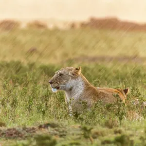 Lioness (Panthera leo) and cubs in rain, Masai Mara Game Reserve, Kenya, September Lioness (Panthera leo) and cubs in rain, Masai Mara Game Reserve, Kenya, September