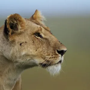 Lioness Portrait Print, Marsh Pride, Masai Mara Lioness Portrait Print, Marsh Pride, Masai Mara