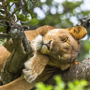 Lioness in Tree Print Lioness in Tree Print