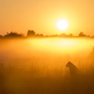 Lioness Print: Okavango Delta Misty Sunrise Lioness Print: Okavango Delta Misty Sunrise